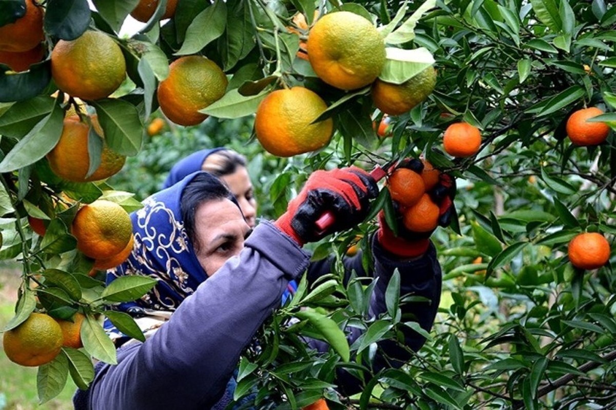 ممنوعیت ورود تجار خارجی به باغات کیوی و پرتقال با کدام منطق؟ + آیا پای دلال‌ها و سورتینگ‌ها در میان است؟