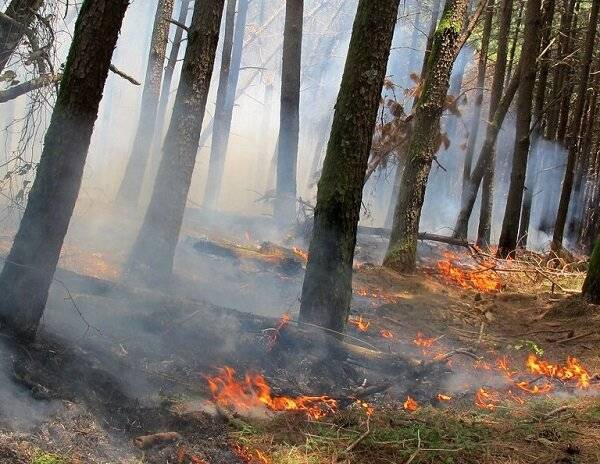 آتش سوزی ها در جنگل های هیرکانی و لزوم سوال مجلس یا حکم جلب دادستان برای روسای سازمان های منابع طبیعی ،محیط زیست و مدیریت بحران کشور