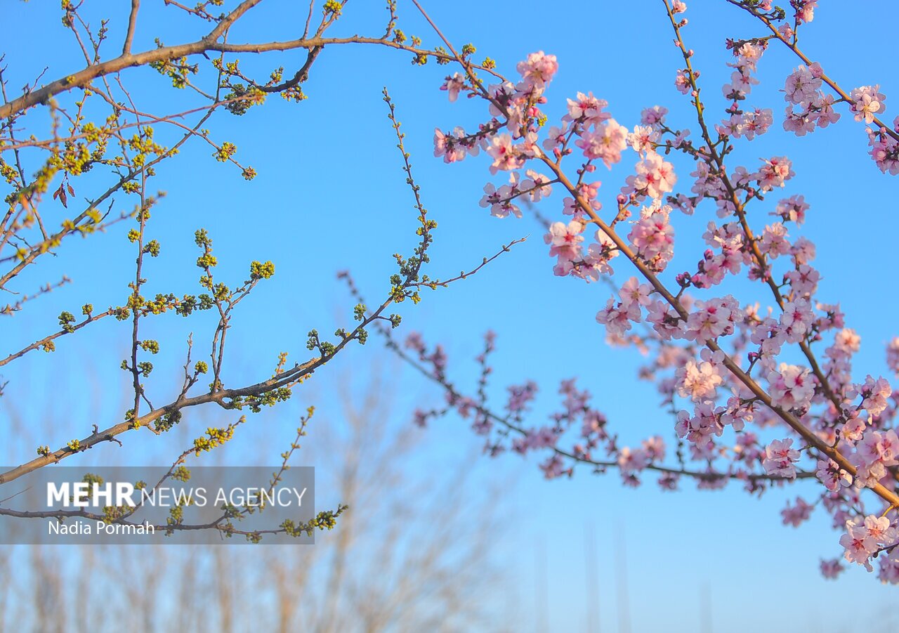 بهار است و شکوفه هایش