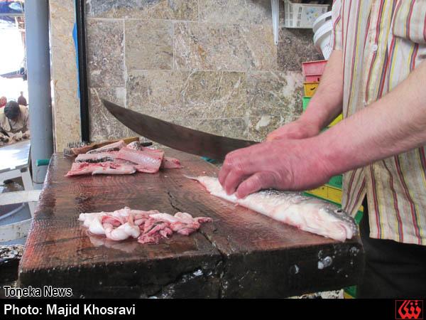 گزارش تصویری: