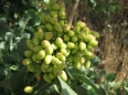 تولید پسته ارگانیک در شهرستان زرندیه با قیمت دو برابر