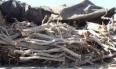 کنترل‌ گلوگاه‌های قاچاق محصولات جنگلی در اردبیل تشدید می‌شود