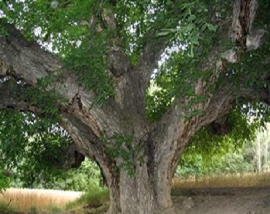 ارسال پرونده درخت گردوی کهنسال برای ثبت در فهرست آثار طبیعی ملی
