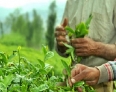 تولید چای گیلان و مازندران به ۲۲ هزار تن کاهش یافته است