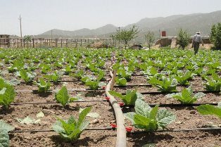 چهارمحال وبختیاری رتبه دوم کشور رادر اجرای طرح های آبیاری کسب کرد