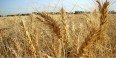 پروژه «ایکاردا» در زمین‌های کشاورزی ۱۰ استان اجراء می‌شود