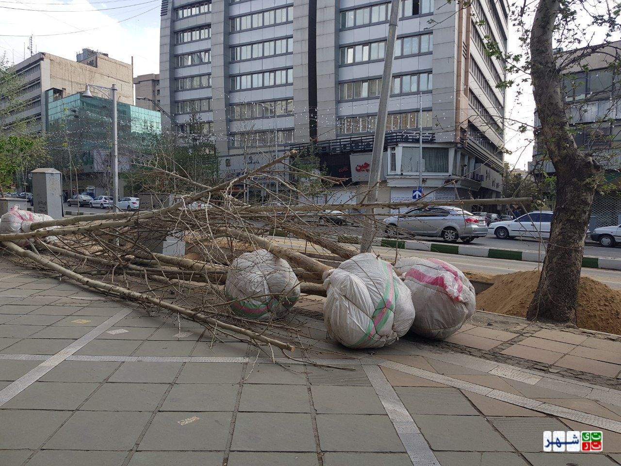 جان دوباره در رگ های ولیعصر + تصویر