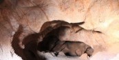 سفر به دنیای رمزآلود غار جوجه