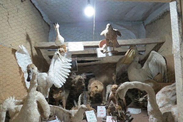آشنایی با حیات وحش گیلان در موزه ماسوله