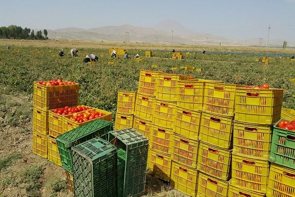 بهشت کشاورزی زیر پای دلالان/ چرخ اقتصاد جنوب کرمان نمی چرخد