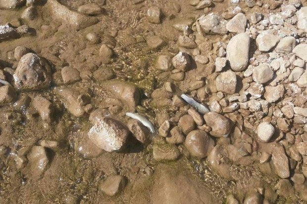 رمزگشایی از مرگ ماهیان«چول هول»