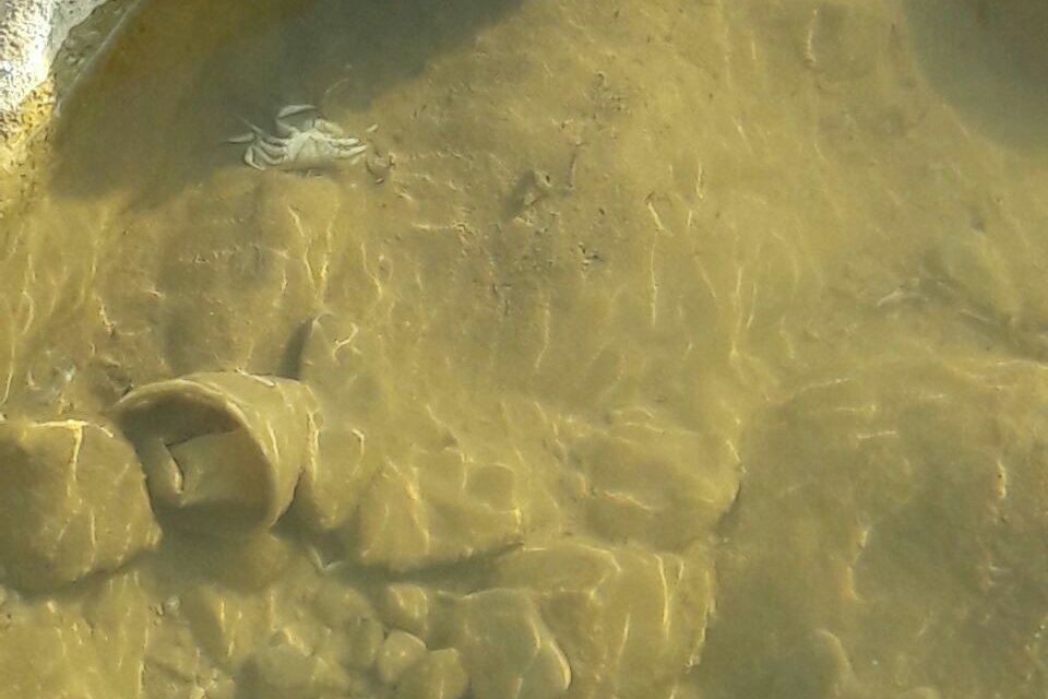 رمزگشایی از مرگ ماهیان«چول هول»