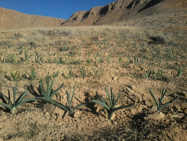 درآمدهای میلیاردی حاصل فروش گیاهان دارویی