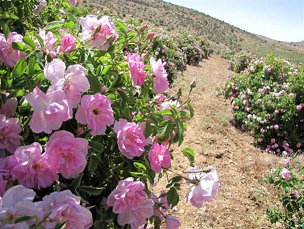 درآمدهای میلیاردی حاصل فروش گیاهان دارویی