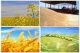 رشد 7 درصدی خرید تضمینی گندم در سال جاری