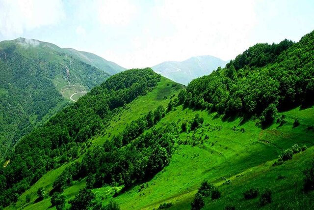 نابودی ۶ نوع جنگل در ایران بر اثر خشکسالی و برداشت بی‌رویه/کاشت تریاک در اراضی جنگلی