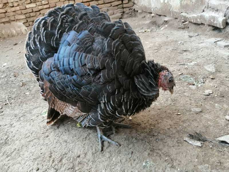 گزارش اولین رخداد کانون بیماری آنفلوانزای فوق‌حاد پرندگان +تصاویر