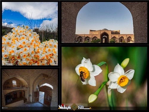 کیفیت عالی تصاویر «میزان» از برداشت گل نرگس در مازندران