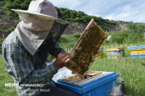 تولید عسل در استان سمنان افزایش یافت/ ایجاد ۱۰۰۰ شغل در زنبورداری