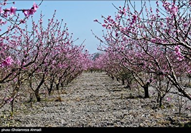 شکوفه های بهاری در ساری