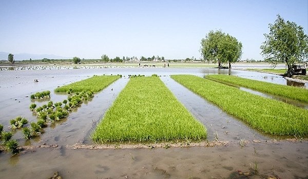 برنج‌کاران و هزار و یک مشکل کُهنه/ از رِندی دلالان تا افزایش قیمت‌های تولید