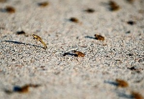 هجوم قورباغه ها به روستایی در میاندوآب