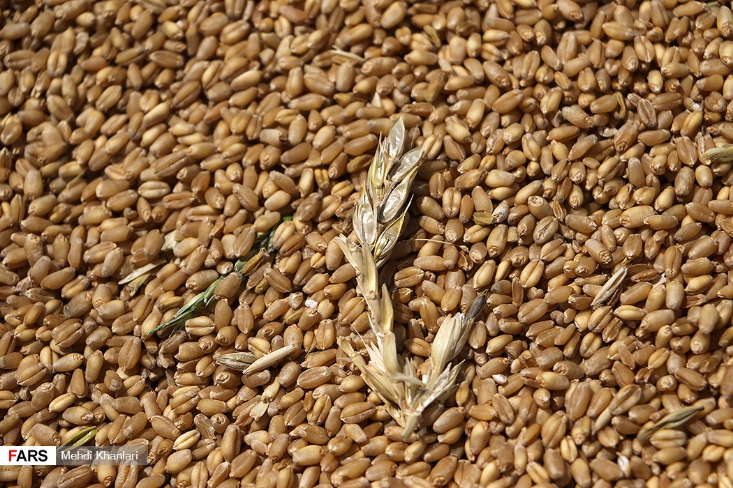 گندمِ « رِی »