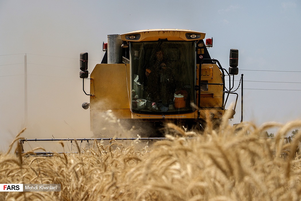 گندمِ « رِی »