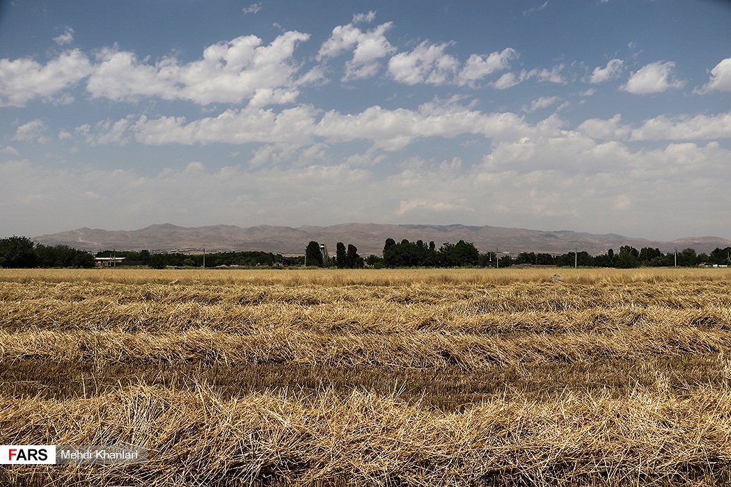 گندمِ « رِی »