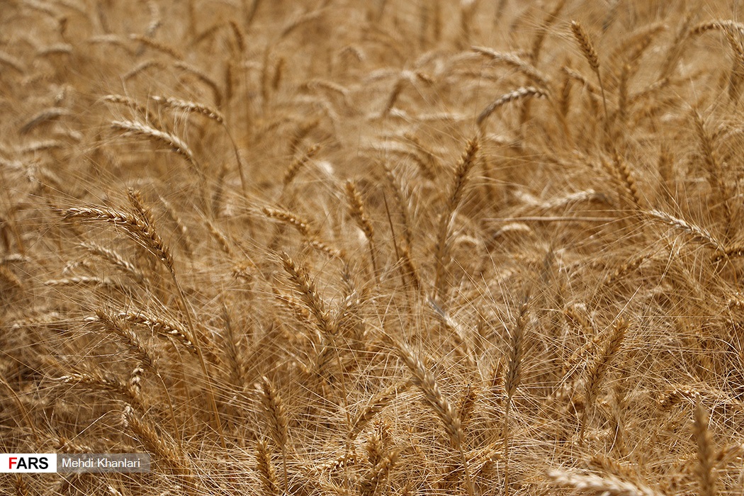 گندمِ « رِی »