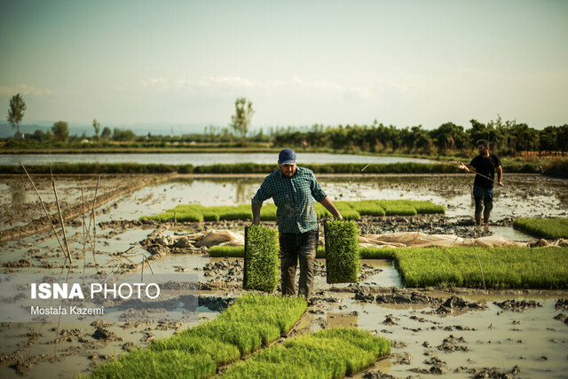 خزانه‌گیری و آماده سازی شالیزارهای مازندران برای کشت برنج‎