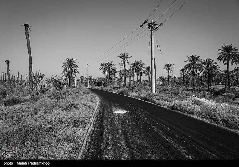 مرگ در یک قدمی نخلستان‌های شادگان +عکس