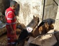 طرح تربیت سگ‌های داوطلب خانگی در هلال احمر تصویب شد
