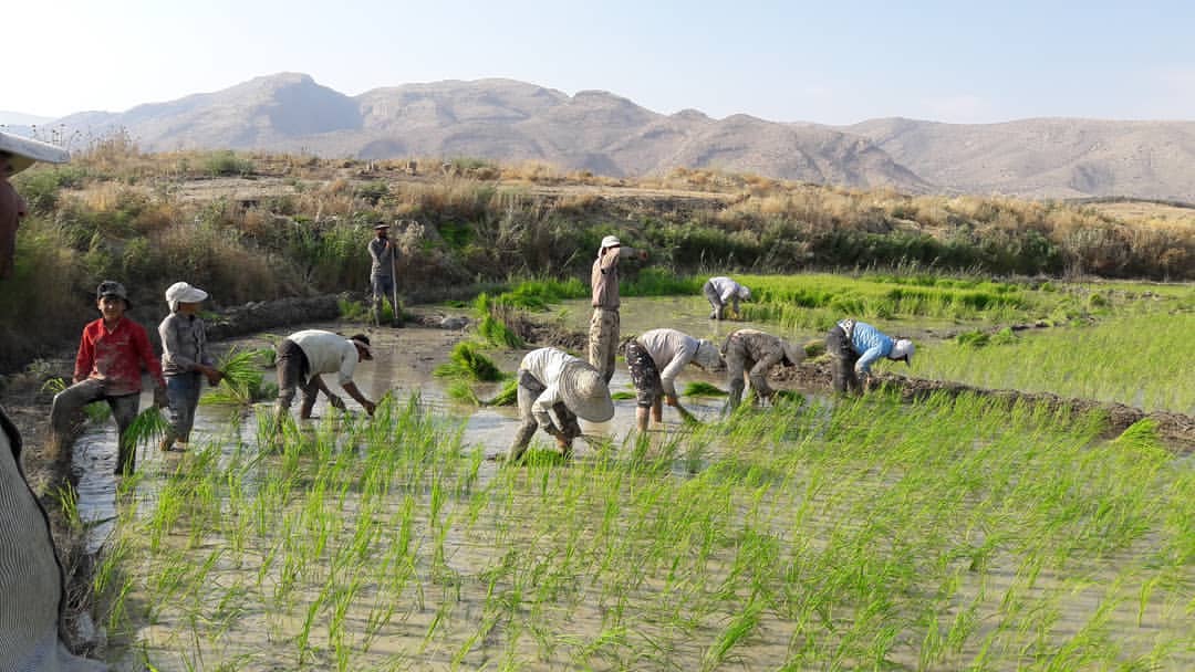 نادیده گرفتن قانون ممنوعیت کشت برنج از سوی کشاورزان فارس