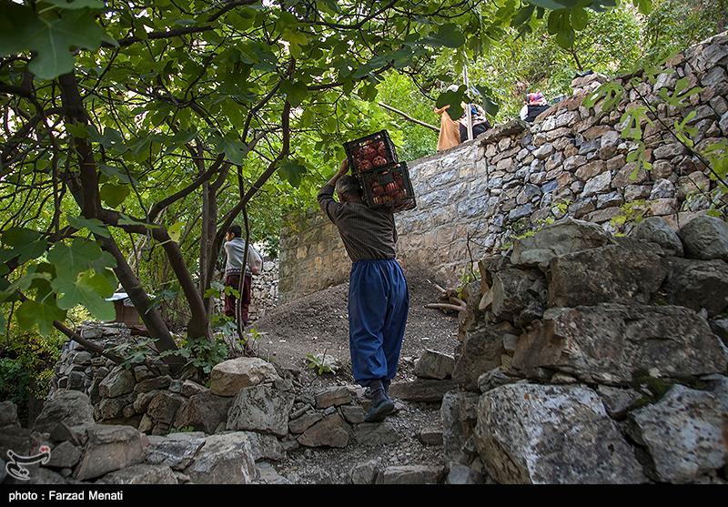 برداشت انار در پاوه-کرمانشاه + عکس