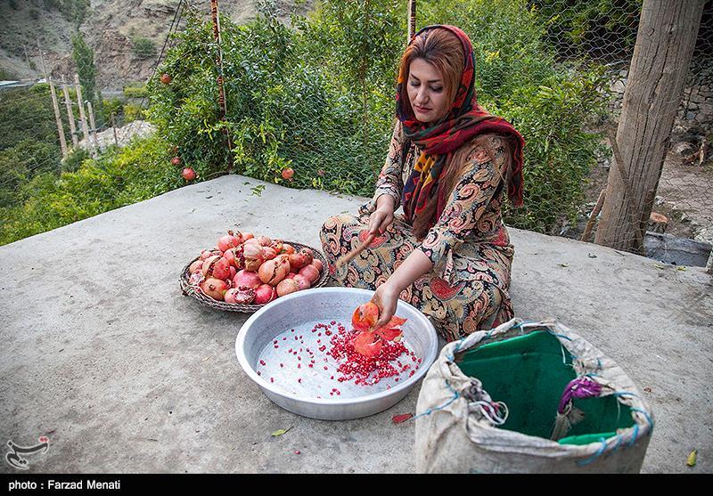 برداشت انار در پاوه-کرمانشاه + عکس
