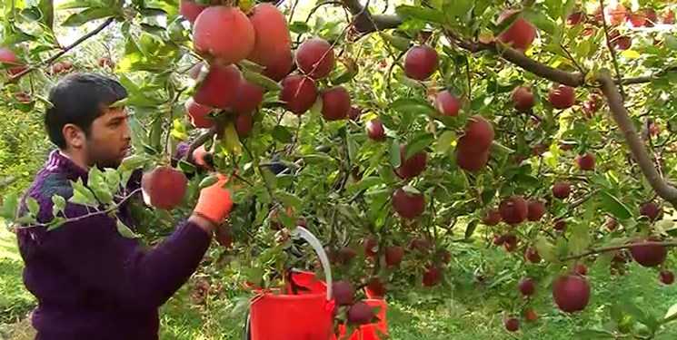 ۶۵۰ هزار تن سیب در خطر از بین رفتن