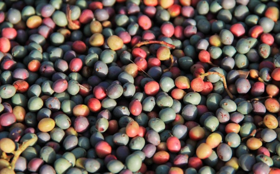 خواص درمانی پسته کوهی