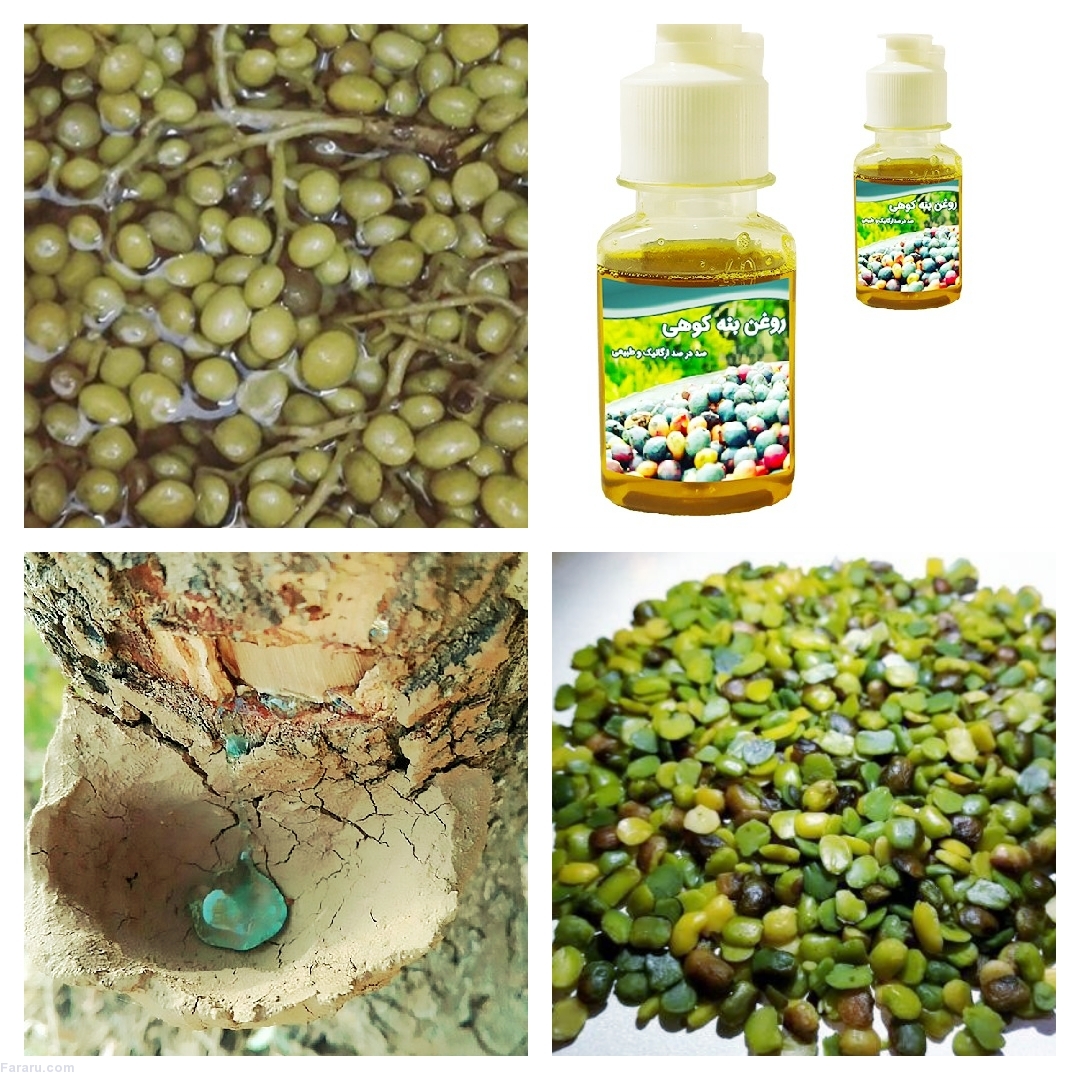 خواص درمانی پسته کوهی