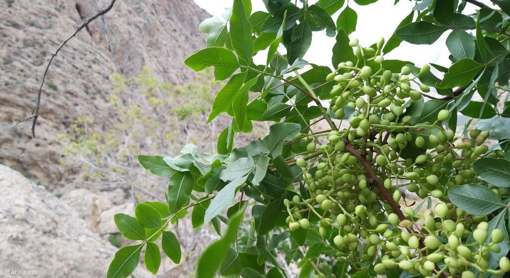 خواص درمانی پسته کوهی