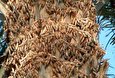 زمستان، فصل هجوم ملخ‌ها/ ۲۲۹ هکتار اراضی در معرض حمله ملخ‌ها در کشور