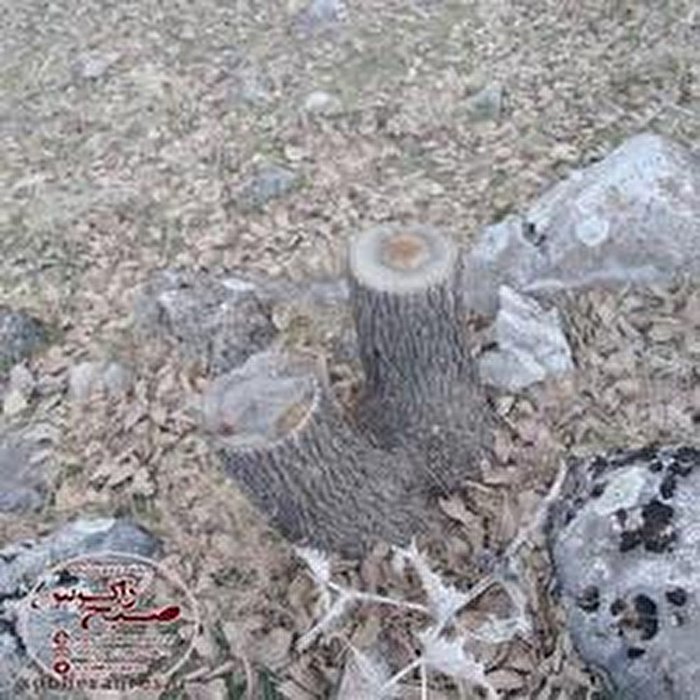 قتل عام درختان بی‌جان بلوط