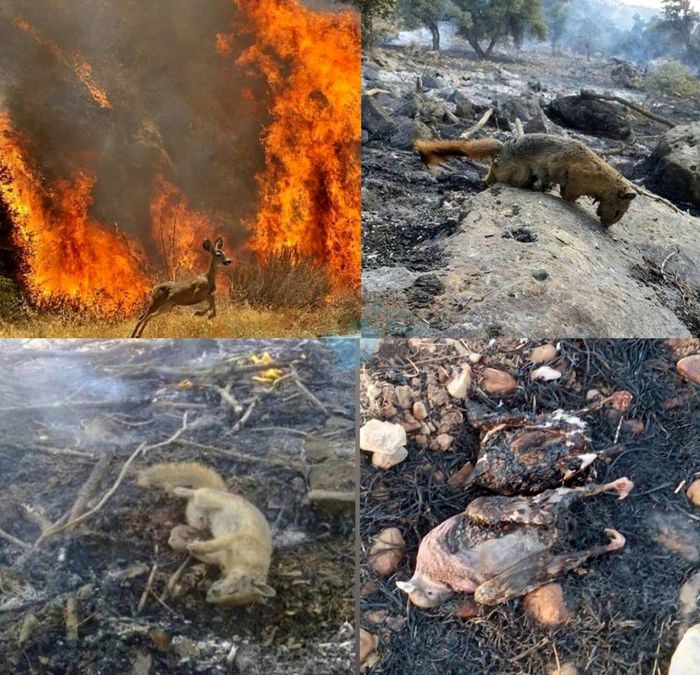 اراضی حفاظت شده خائیز در آتش سوخت