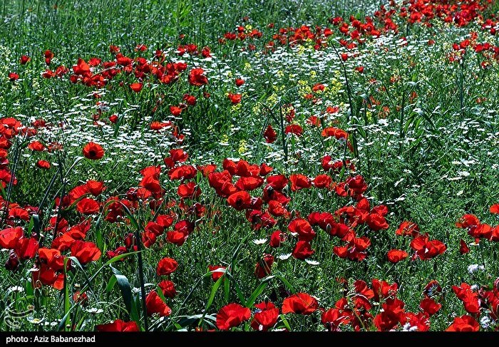 دشت بابونه در دامنه سفیدکوه