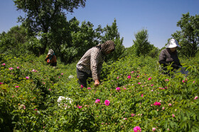 از گل تا گلاب سنتی قزوین