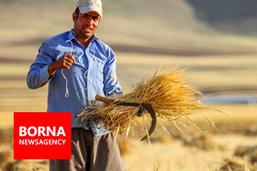 برداشت سنتی گندم