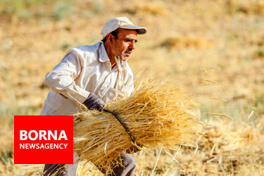 برداشت سنتی گندم