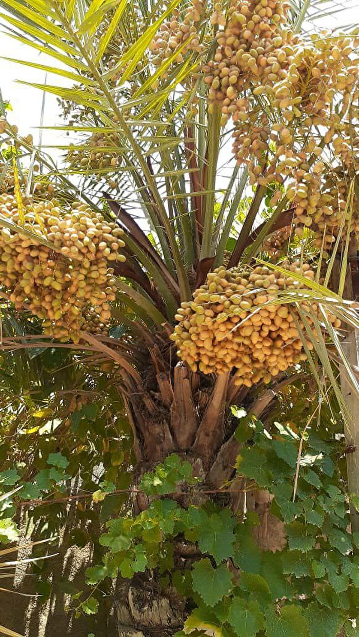 نخل،خارک ، رطب و زیبایی آبادان + عکس