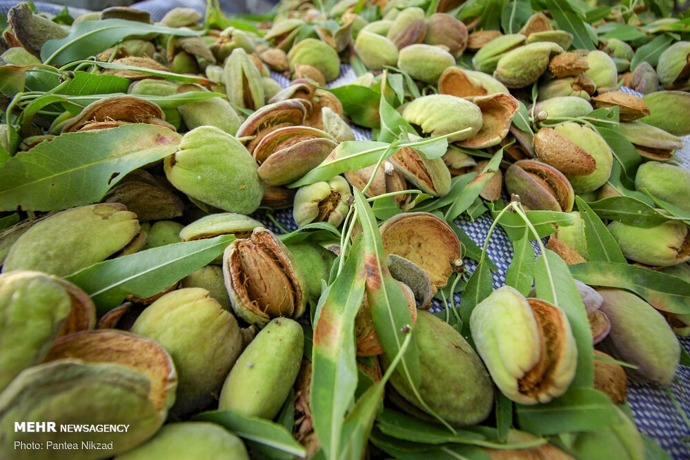 بادام تکانی در سامان