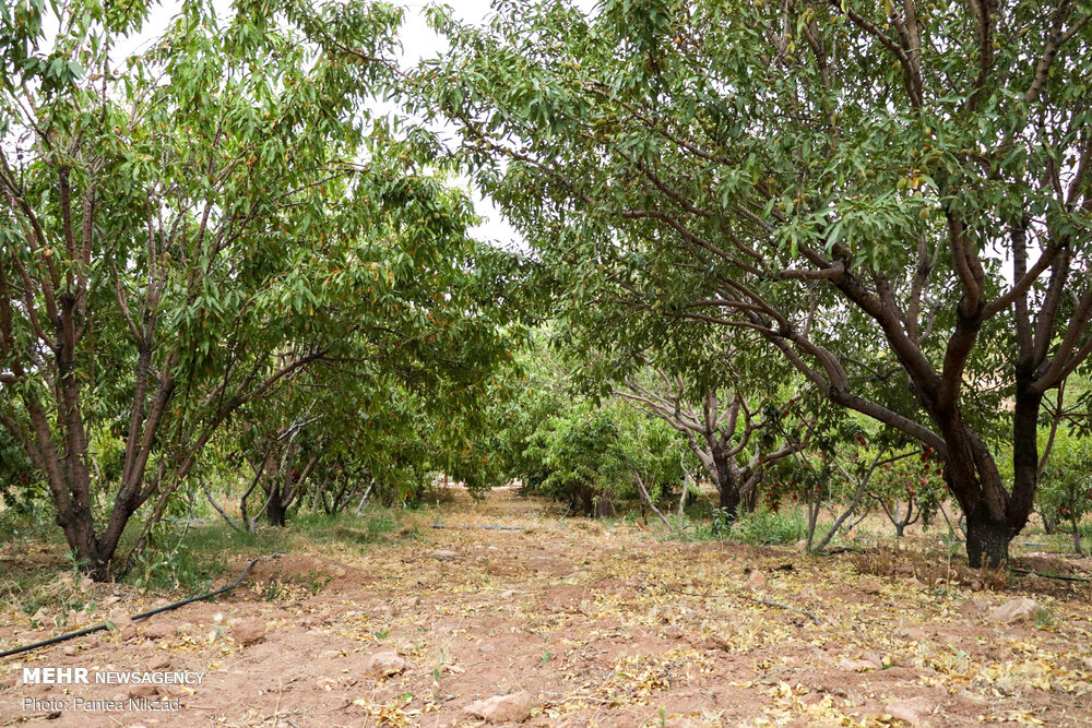 بادام تکانی در سامان